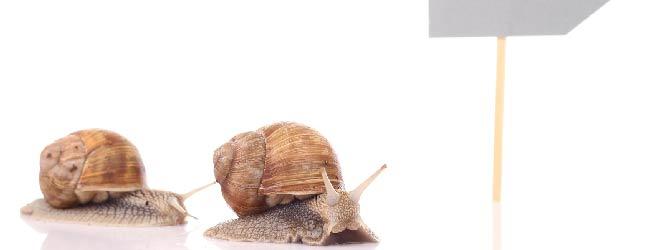 Abbildung: Schnecken folgen Wegweiser